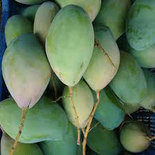 Totapuri Mangoes